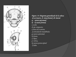 Figura 1-9. Diagrama generalizado de la cabeza
de un insecto. A: vista frontal y B: lateral.
a) sutura epicraneal,
b) b) sutura frontal,
c) ocelo,
d) ojo compuesto,
e) base de la antena,
f) articulación mandibular,
g) sutura epistomal,
h) frente,
i) clípeo,
j) vertex,
k) sutura postoccipital
l) labio
 