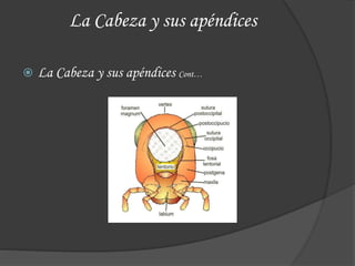 La Cabeza y sus apéndices
 La Cabeza y sus apéndices Cont…
 