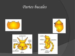 Partes bucales
 