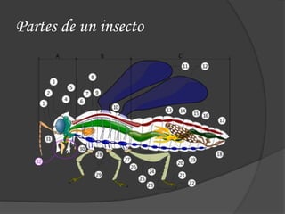 Partes de un insecto
 