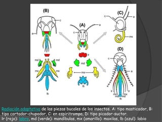 Radiación adaptativa de las piezas bucales de los insectos. A: tipo masticador, B:
tipo cortador-chupador, C: en espiritrompa, D: tipo picador-suctor.
lr (rojo): labro, md (verde): mandíbulas, mx (amarillo): maxilas, lb (azul): labio
 