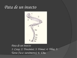 Pata de un insecto
Pata de un insecto
1: Coxa; 2: Trocánter; 3: Fémur; 4: Tibia; 5:
Tarso (5a-e: tarsómeros); 6: Uña.
 