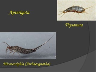 Thysanura
Apterigota
Microcoriphia (Archaeognatha)
 