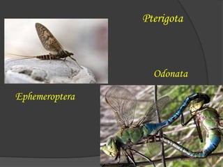 Pterigota
Ephemeroptera
Odonata
 