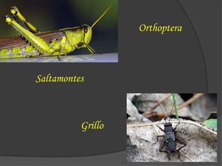 Orthoptera
Saltamontes
Grillo
 