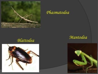 Phasmatodea
Mantodea
Blattodea
 
