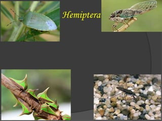 Hemiptera
 