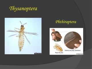 Thysanoptera
Phthiraptera
 