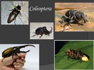Coleoptera
 
