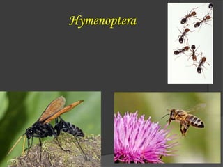 Hymenoptera
 