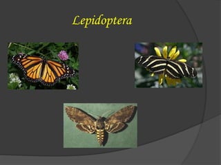 Lepidoptera
 