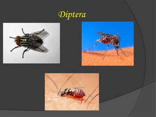 Diptera
 