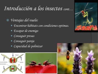  Ventajas del vuelo:
 Encontrar hábitats con condiciones optimas.
 Escapar de enemigo
 Conseguir presas
 Conseguir pareja
 Capacidad de polinizar
Introducción a los insectos cont…
 
