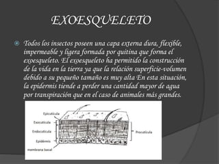 EXOESQUELETO
 Todos los insectos poseen una capa externa dura, flexible,
impermeable y ligera formada por quitina que forma el
exoesqueleto. El exoesqueleto ha permitido la construcción
de la vida en la tierra ya que la relación superficie-volumen
debido a su pequeño tamaño es muy alta En esta situación,
la epidermis tiende a perder una cantidad mayor de agua
por transpiración que en el caso de animales más grandes.
 