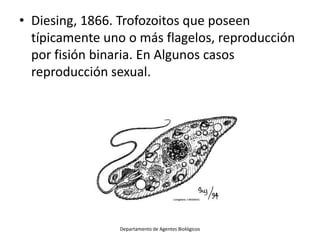 • Diesing, 1866. Trofozoitos que poseen
  típicamente uno o más flagelos, reproducción
  por fisión binaria. En Algunos ca...