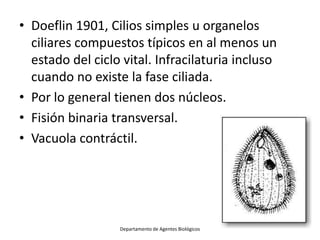 • Doeflin 1901, Cilios simples u organelos
  ciliares compuestos típicos en al menos un
  estado del ciclo vital. Infracil...