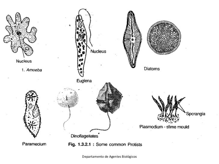 DEFINICION DE PROTOZOOLOGIA PDF