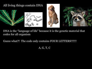 All living things contain DNA DNA is the “language of life” because it is the genetic material that codes for all organism Guess what?!  The code only contains FOUR LETTERS!!!!!!  A, G, T, C 