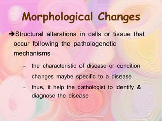 Morphological Changes Structural alterations in cells or tissue that occur following the pathologenetic mechanisms the characteristic of disease or condition changes maybe specific to a disease thus, it help the pathologist to identify & diagnose the disease 