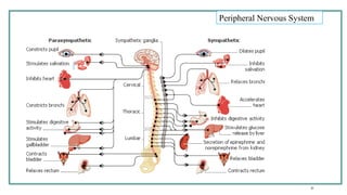 Stemc 1-introduction stem cell stem cell stemc | PPTX