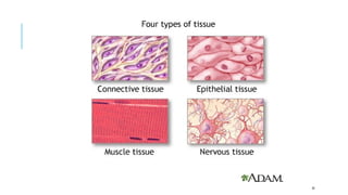 Stemc 1-introduction stem cell stem cell stemc | PPTX