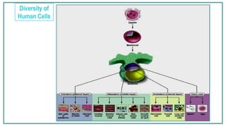 Stemc 1-introduction stem cell stem cell stemc | PPTX