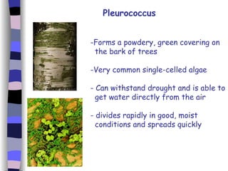 1. Introduction To Cells | PPT