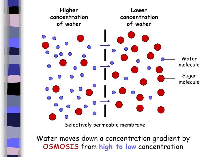 1. Introduction To Cells