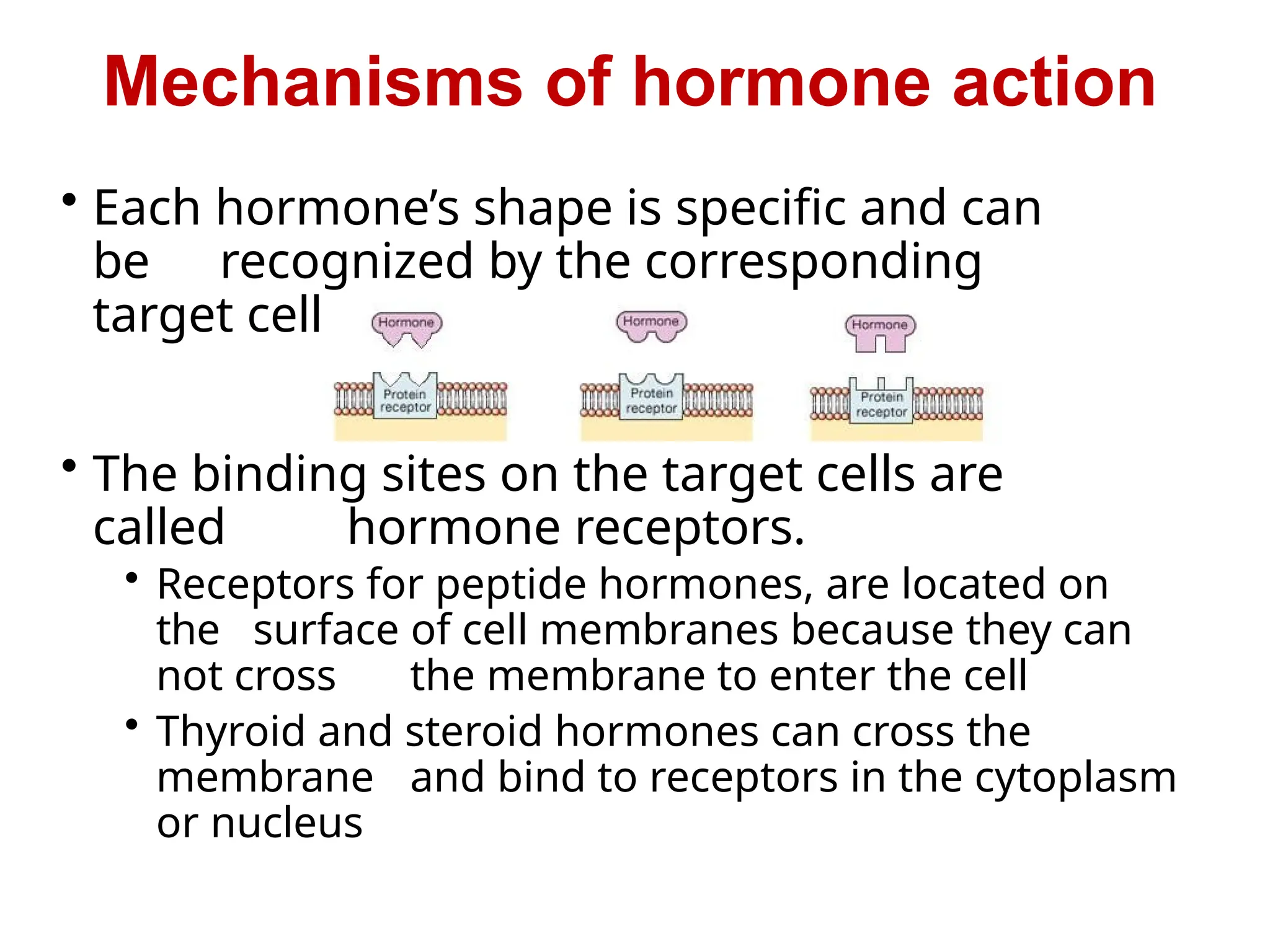 • Each hormone’s shape is specific and can
be recognized by the corresponding
target cells
• The binding sites on the target cells are
called hormone receptors.
• Receptors for peptide hormones, are located on
the surface of cell membranes because they can
not cross the membrane to enter the cell
• Thyroid and steroid hormones can cross the
membrane and bind to receptors in the cytoplasm
or nucleus
Mechanisms of hormone action
 