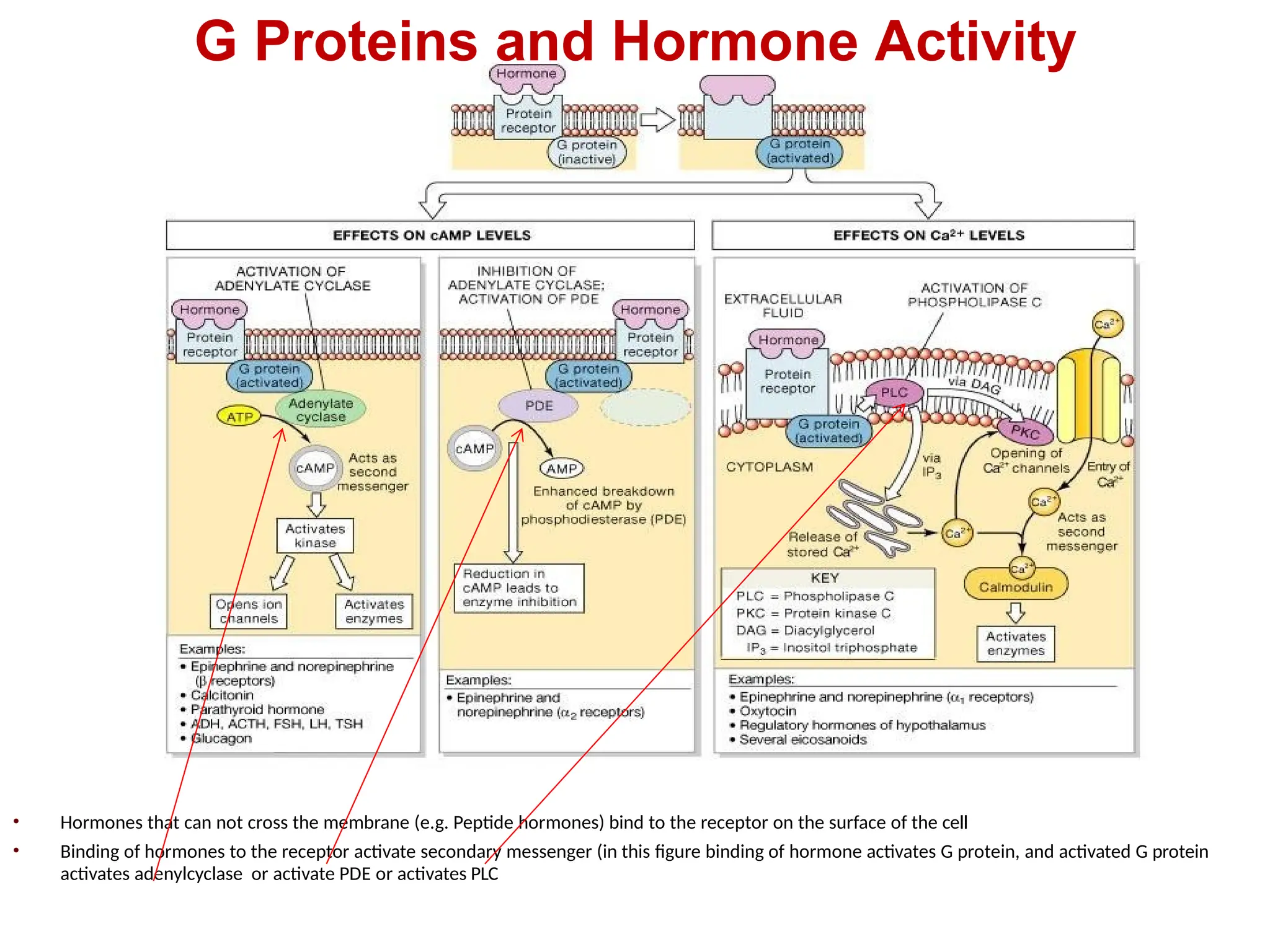 G Proteins and Hormone Activity
• Hormones that can not cross the membrane (e.g. Peptide hormones) bind to the receptor on the surface of the cell
• Binding of hormones to the receptor activate secondary messenger (in this figure binding of hormone activates G protein, and activated G protein
activates adenylcyclase or activate PDE or activates PLC
 
