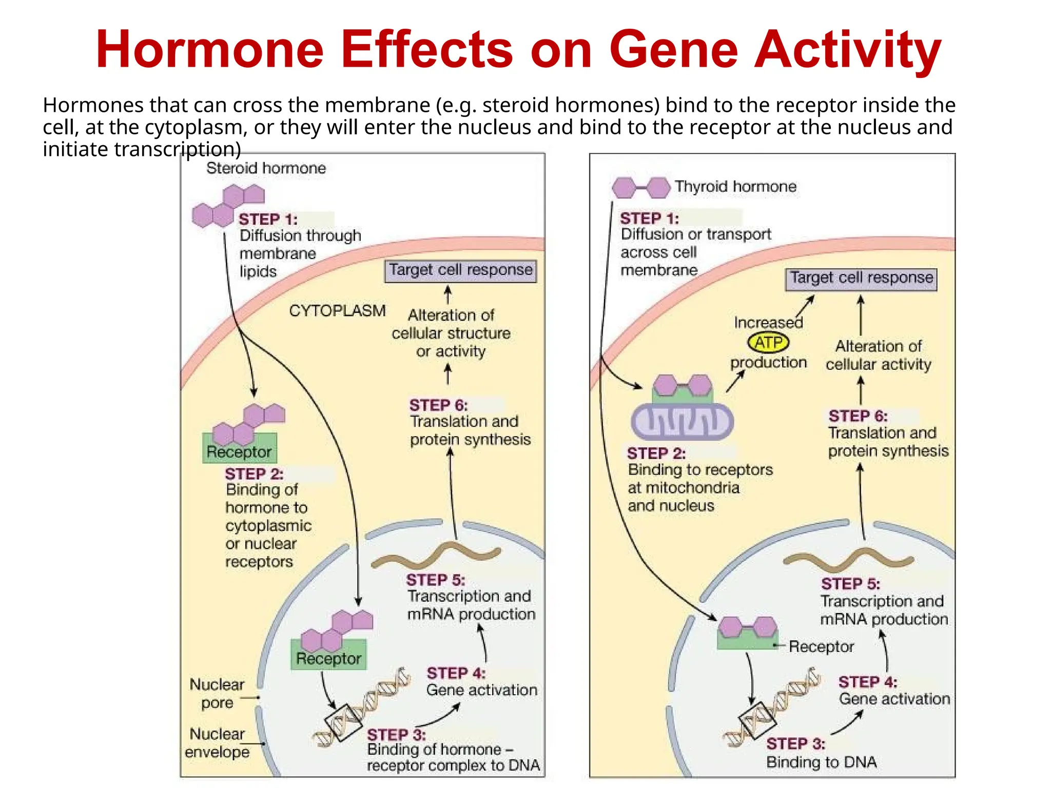 Hormone Effects on Gene Activity
Hormones that can cross the membrane (e.g. steroid hormones) bind to the receptor inside the
cell, at the cytoplasm, or they will enter the nucleus and bind to the receptor at the nucleus and
initiate transcription)
 