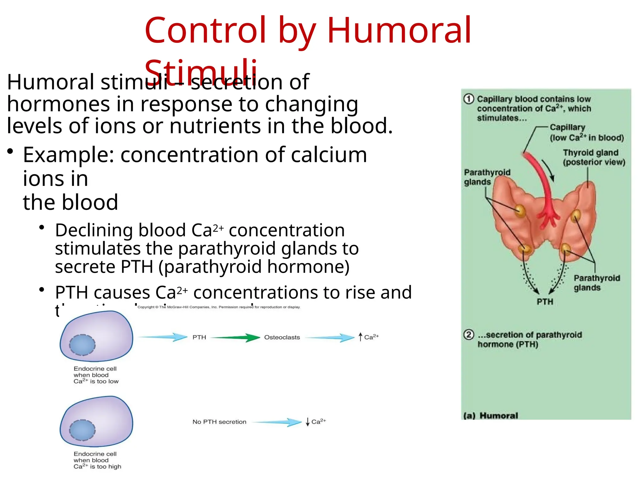 Control by Humoral
Stimuli
Humoral stimuli – secretion of
hormones in response to changing
levels of ions or nutrients in the blood.
• Example: concentration of calcium
ions in
the blood
• Declining blood Ca2+ concentration
stimulates the parathyroid glands to
secrete PTH (parathyroid hormone)
• PTH causes Ca2+ concentrations to rise and
the stimulus is removed
 