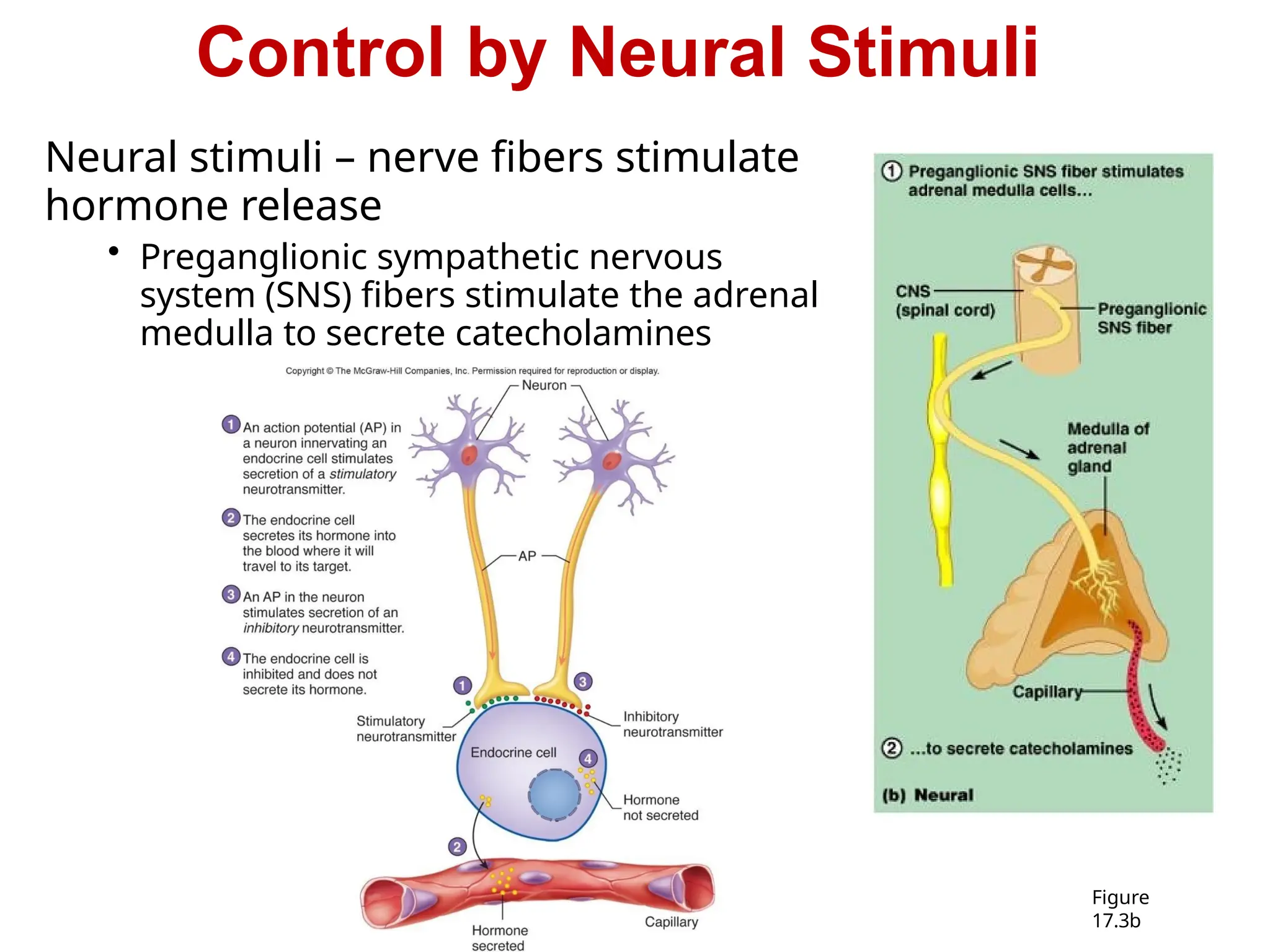 Control by Neural Stimuli
Neural stimuli – nerve fibers stimulate
hormone release
• Preganglionic sympathetic nervous
system (SNS) fibers stimulate the adrenal
medulla to secrete catecholamines
Figure
17.3b
 