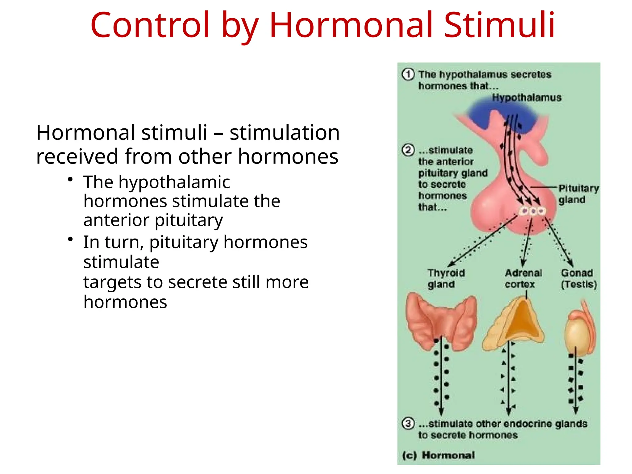 Control by Hormonal Stimuli
Hormonal stimuli – stimulation
received from other hormones
• The hypothalamic
hormones stimulate the
anterior pituitary
• In turn, pituitary hormones
stimulate
targets to secrete still more
hormones
 