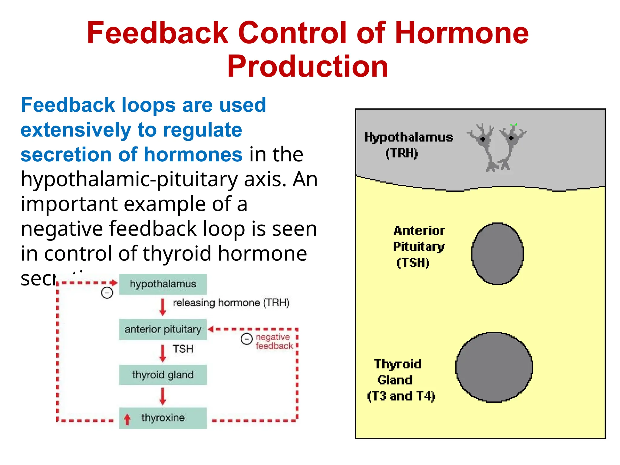 Feedback Control of Hormone
Production
Feedback loops are used
extensively to regulate
secretion of hormones in the
hypothalamic-pituitary axis. An
important example of a
negative feedback loop is seen
in control of thyroid hormone
secretion
 
