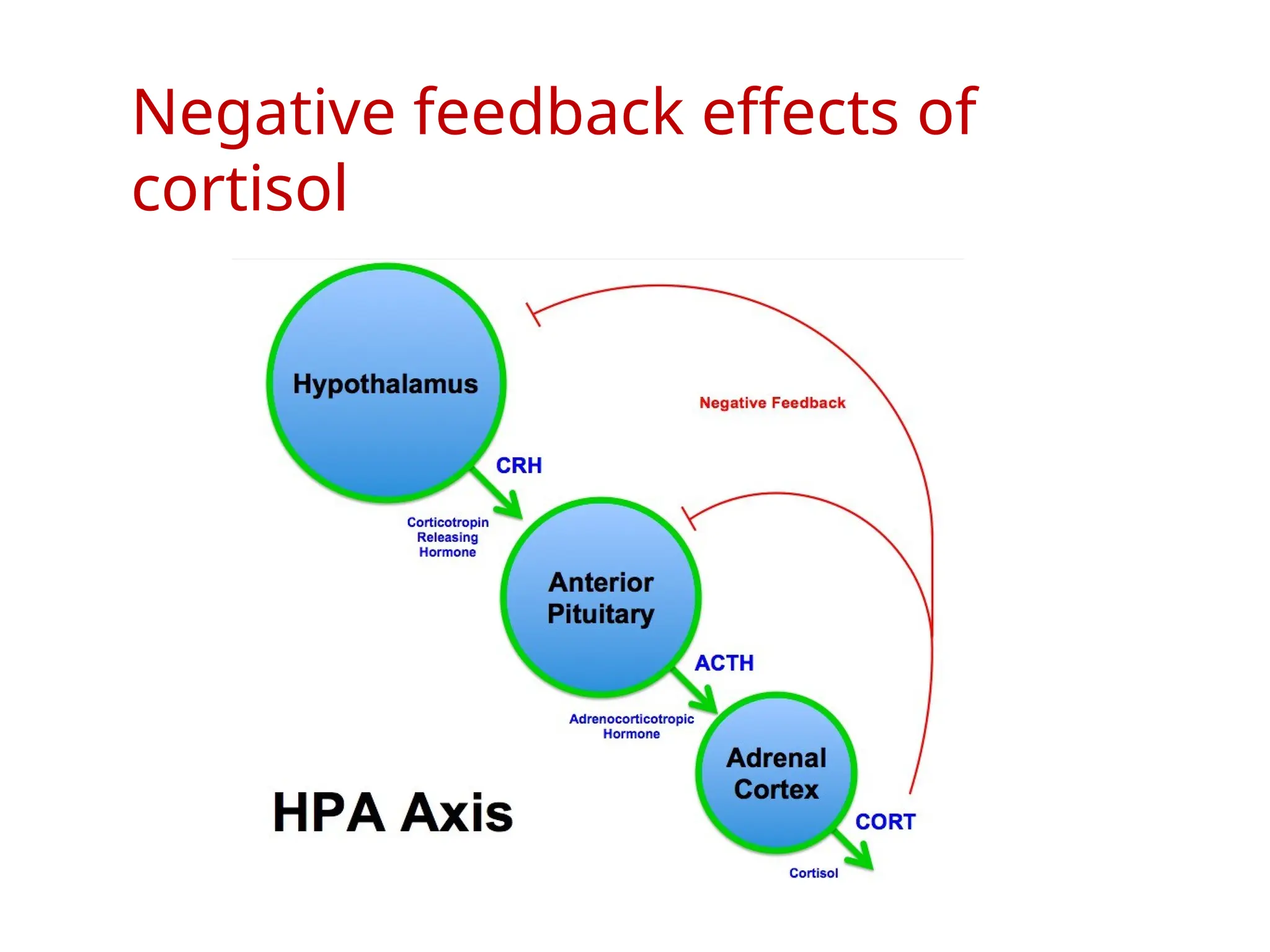 Negative feedback effects of
cortisol
 