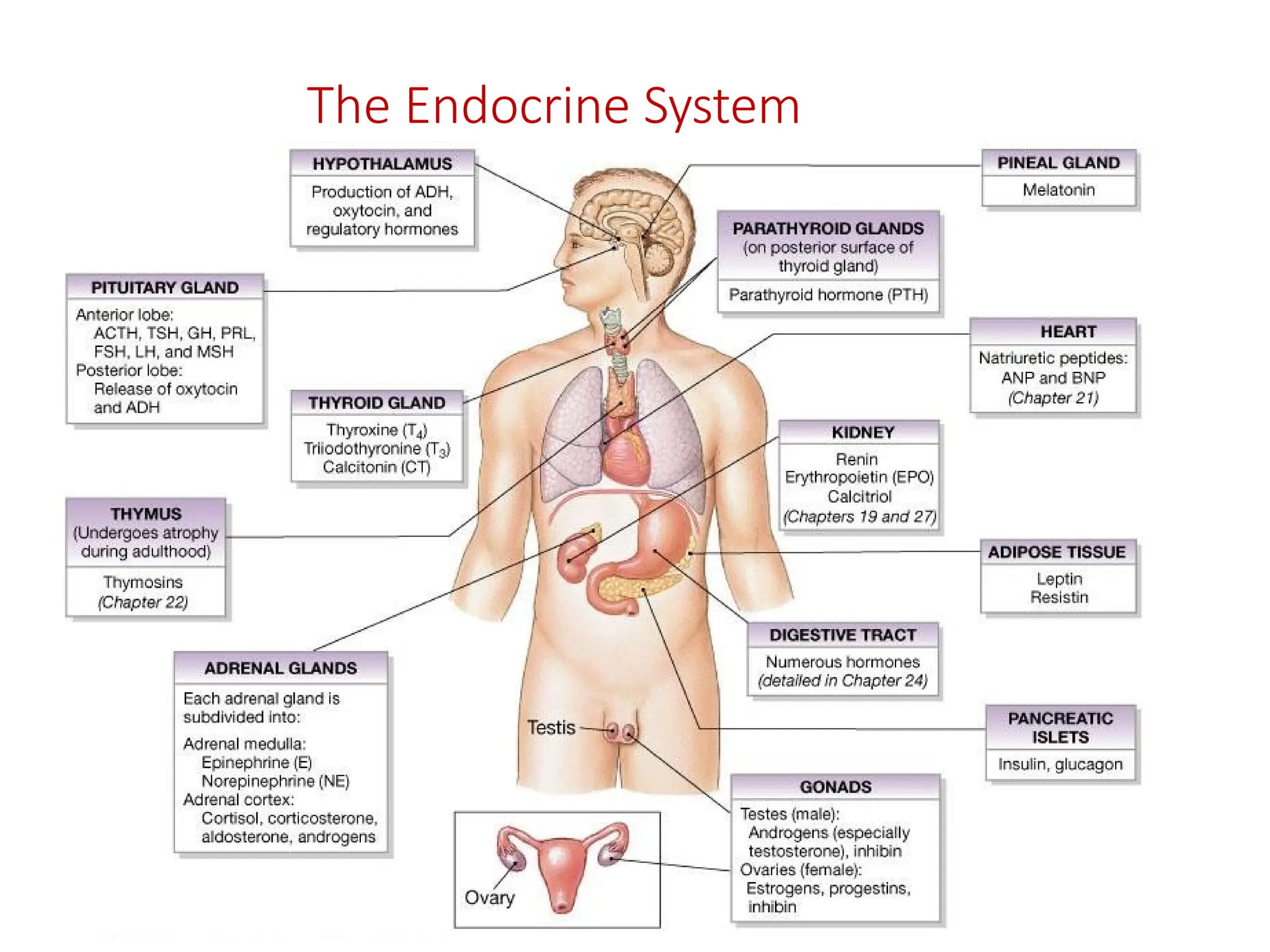 The Endocrine System
 
