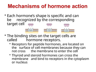 • Each hormone’s shape is specific and can
be recognized by the corresponding
target cells
• The binding sites on the target cells are
called hormone receptors.
• Receptors for peptide hormones, are located on
the surface of cell membranes because they can
not cross the membrane to enter the cell
• Thyroid and steroid hormones can cross the
membrane and bind to receptors in the cytoplasm
or nucleus
Mechanisms of hormone action
 