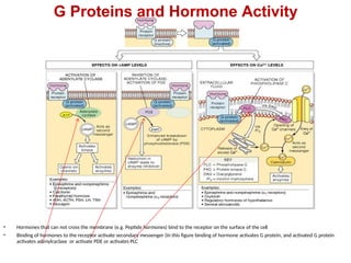 G Proteins and Hormone Activity
• Hormones that can not cross the membrane (e.g. Peptide hormones) bind to the receptor on the surface of the cell
• Binding of hormones to the receptor activate secondary messenger (in this figure binding of hormone activates G protein, and activated G protein
activates adenylcyclase or activate PDE or activates PLC
 