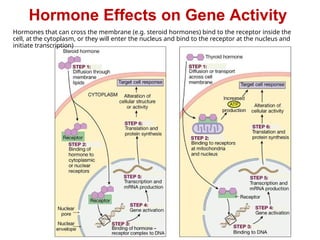 Hormone Effects on Gene Activity
Hormones that can cross the membrane (e.g. steroid hormones) bind to the receptor inside the
cell, at the cytoplasm, or they will enter the nucleus and bind to the receptor at the nucleus and
initiate transcription)
 