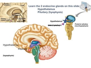 Hypothalamus
Pituitary
(hypophysis)
Hypothalamus
Anterior pituitary
(adenohypophysis)
Posterior pituitary
(neurohypophysis)
Learn the 2 endocrine glands on this slide:
Hypothalamus
Pituitary (hyophysis)
 