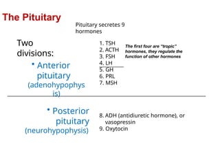 Two
divisions:
• Anterior
pituitary
(adenohypophys
is)
• Posterior
pituitary
(neurohypophysis)
Pituitary secretes 9
hormones
The Pituitary
1. TSH
2. ACTH
3. FSH
4. LH
5. GH
6. PRL
7. MSH
8. ADH (antidiuretic hormone), or
vasopressin
9. Oxytocin
The first four are “tropic”
hormones, they regulate the
function of other hormones
 