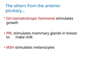 The others from the anterior
pituitary…
• GH (somatrotropic hormone) stimulates
growth
• PRL stimulates mammary glands in breast
to make milk
• MSH stimulates melanocytes
 