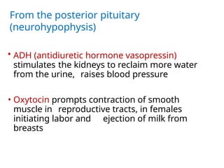 From the posterior pituitary
(neurohypophysis)
• ADH (antidiuretic hormone vasopressin)
stimulates the kidneys to reclaim more water
from the urine, raises blood pressure
• Oxytocin prompts contraction of smooth
muscle in reproductive tracts, in females
initiating labor and ejection of milk from
breasts
 