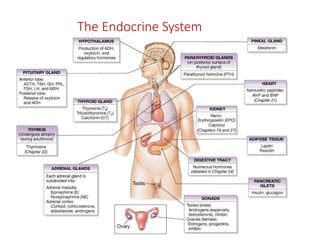 The Endocrine System
 