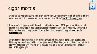 Rigor mortis
• It is a temperature-dependent physicochemical change that
occurs within muscle cells as a result of lack of oxygen
• Lack of oxygen will lead to diminished ATP production and
high acidity due to lactic acid formation, ultimately causing
the actin and myosin fibers to bind resulting in muscle
stiffness
• It is first detectable in the smaller muscle groups (around
the eyes and mouth, the jaw and the fingers), then advance
down the body from the head to the legs affecting larger
muscle groups
 