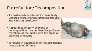 Putrefaction/Decomposition
• As post-mortem interval increase body
undergo more changes affecting tissues
and causing breakdown
• Appearance of early changes of
decomposition may confuse the police or
members of the public with the signs of
violence or trauma
• It results in liquefaction of the soft tissues
over a period of time
 