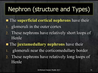 1-Introduction renal system.ppt