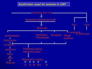 B. lymphocyte
N
proerythoblast
Pre B
Totipotent stem cell
Pluripotent myeloid stem cells
Pre I
Megak
eryoblast
Blast cells
Myeloblast
Promytocyte
Monoblast
T. lymphocyte
Early normo
Int.Normo
Lat.Normo
Recti.
Rect
Red cell
Proliferative phase
Maturation phase
Released B. marrow
E M Plat B
Erythroiten used for anemia in CRF
 