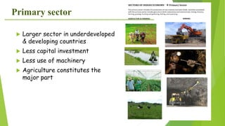 Primary sector
 Larger sector in underdeveloped
& developing countries
 Less capital investment
 Less use of machinery
 Agriculture constitutes the
major part
 